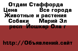 Отдам Стаффорда › Цена ­ 2 000 - Все города Животные и растения » Собаки   . Марий Эл респ.,Йошкар-Ола г.